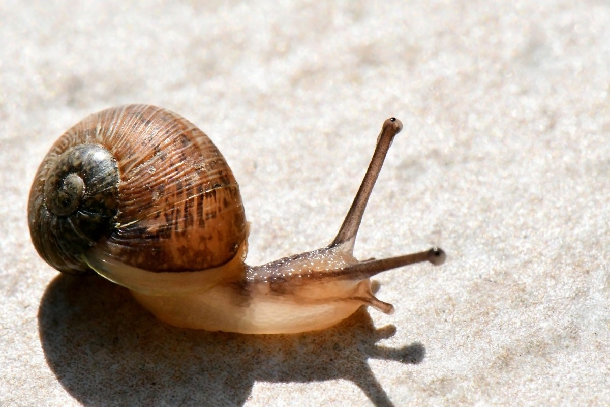 photograph of a snail.