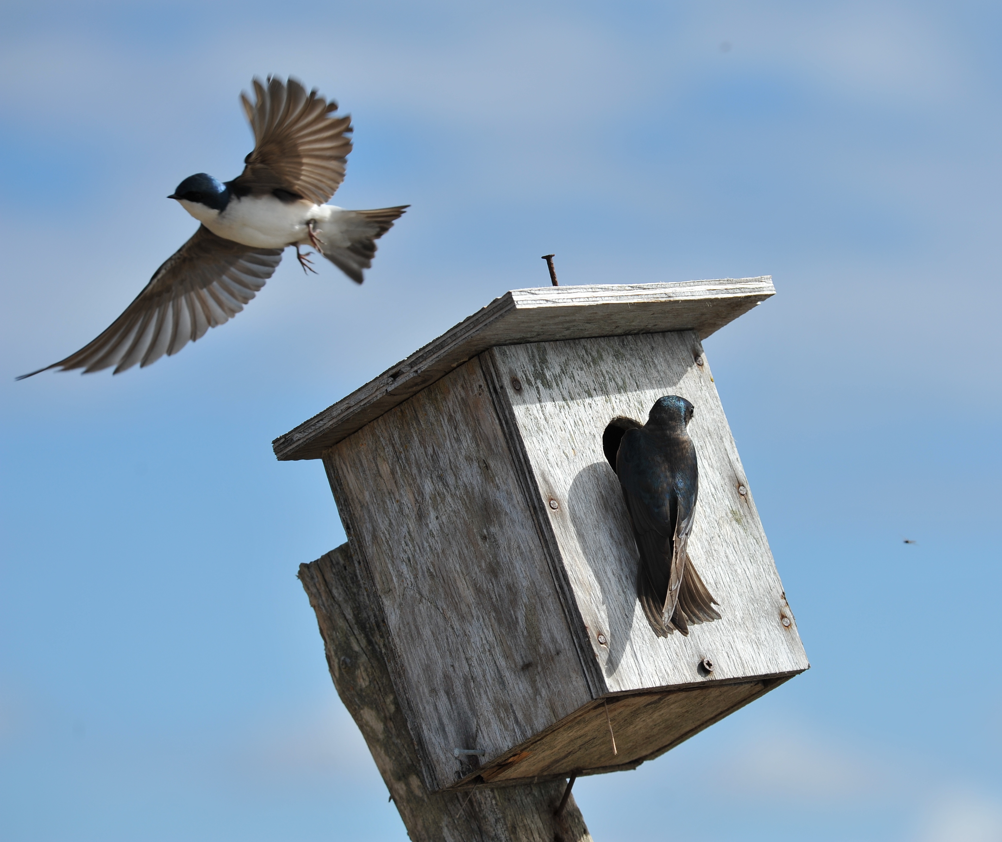photograph of two birds. One bird flying in the sky. One bird sitting on bird house.
