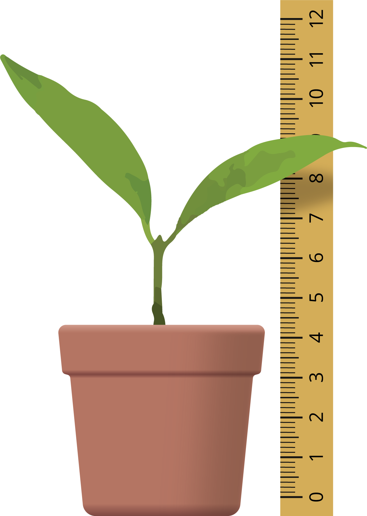 Una regla con la que se mide una planta.