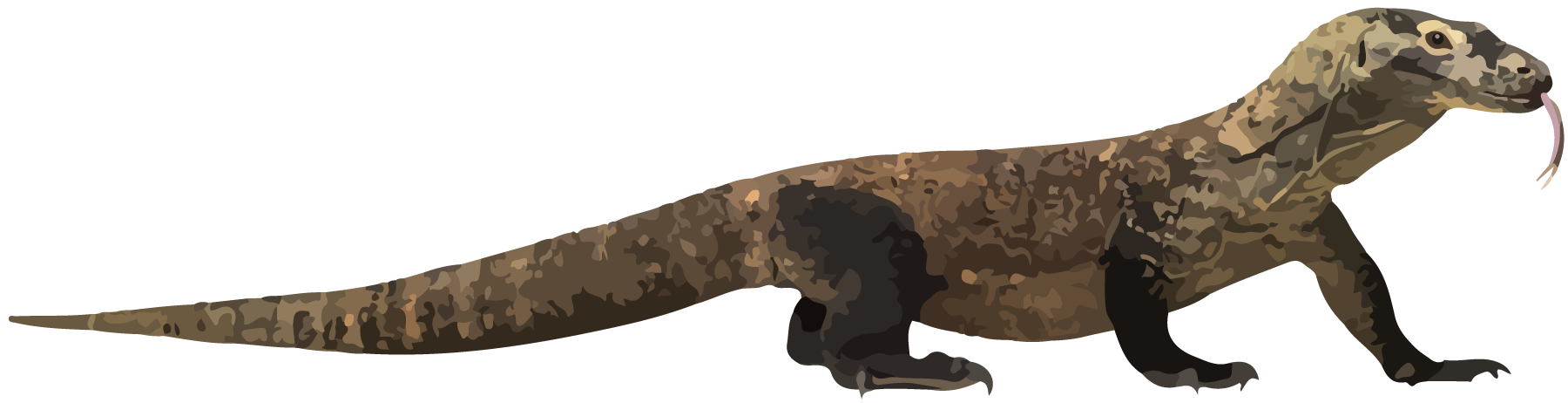 Reptile, Komodo dragon.
