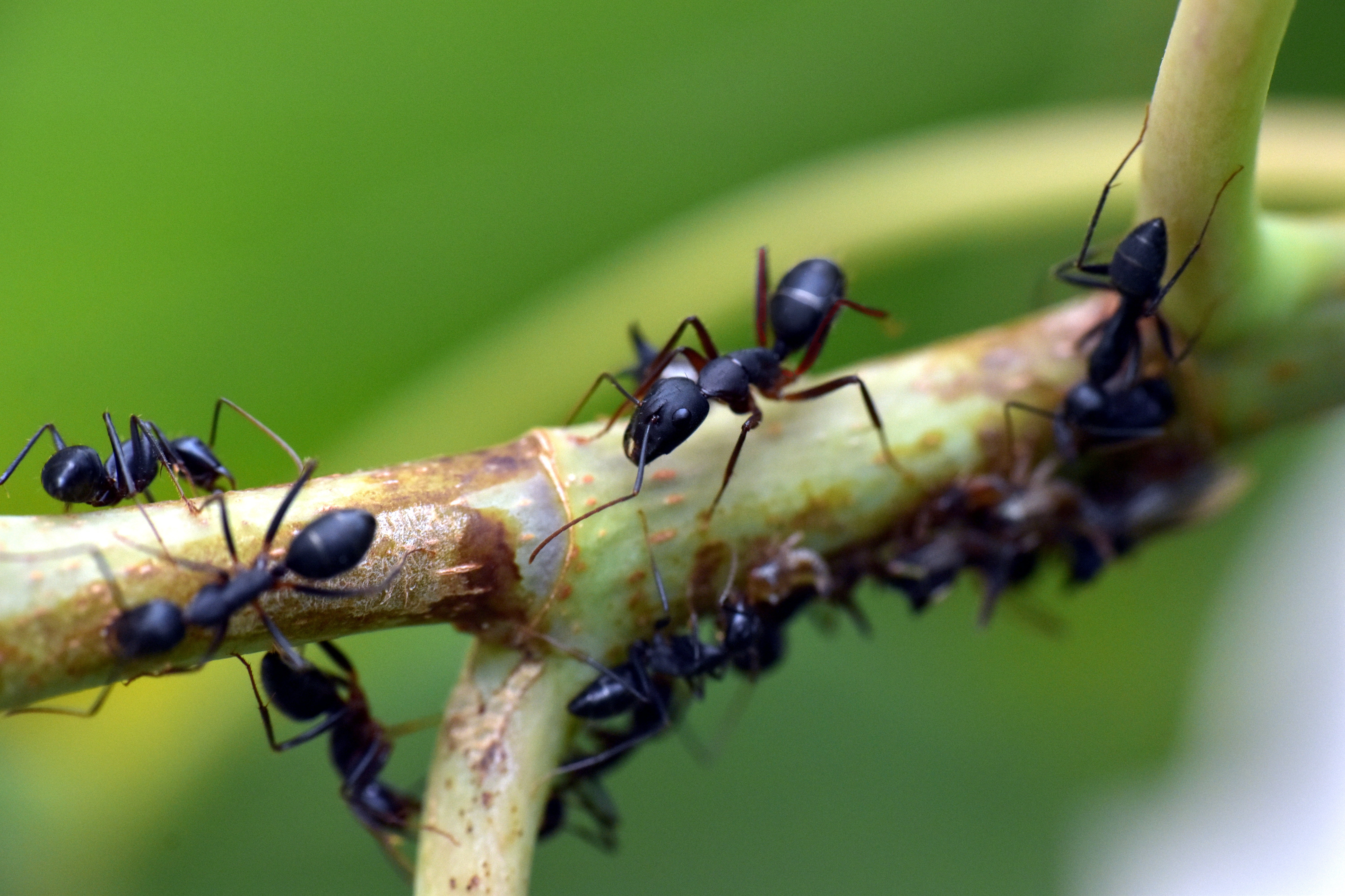 Fotografía de unas hormigas que caminan por una rama.