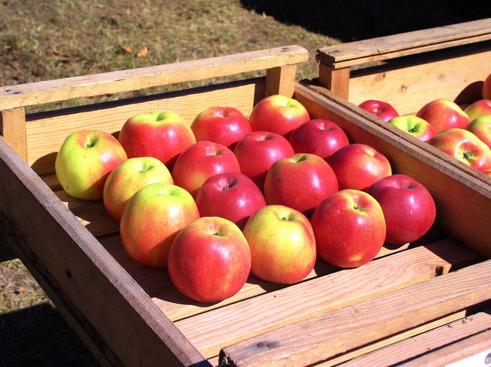 Una caja de manzanas. Las manzanas están organizadas en 4 filas de 4 manzanas cada una.