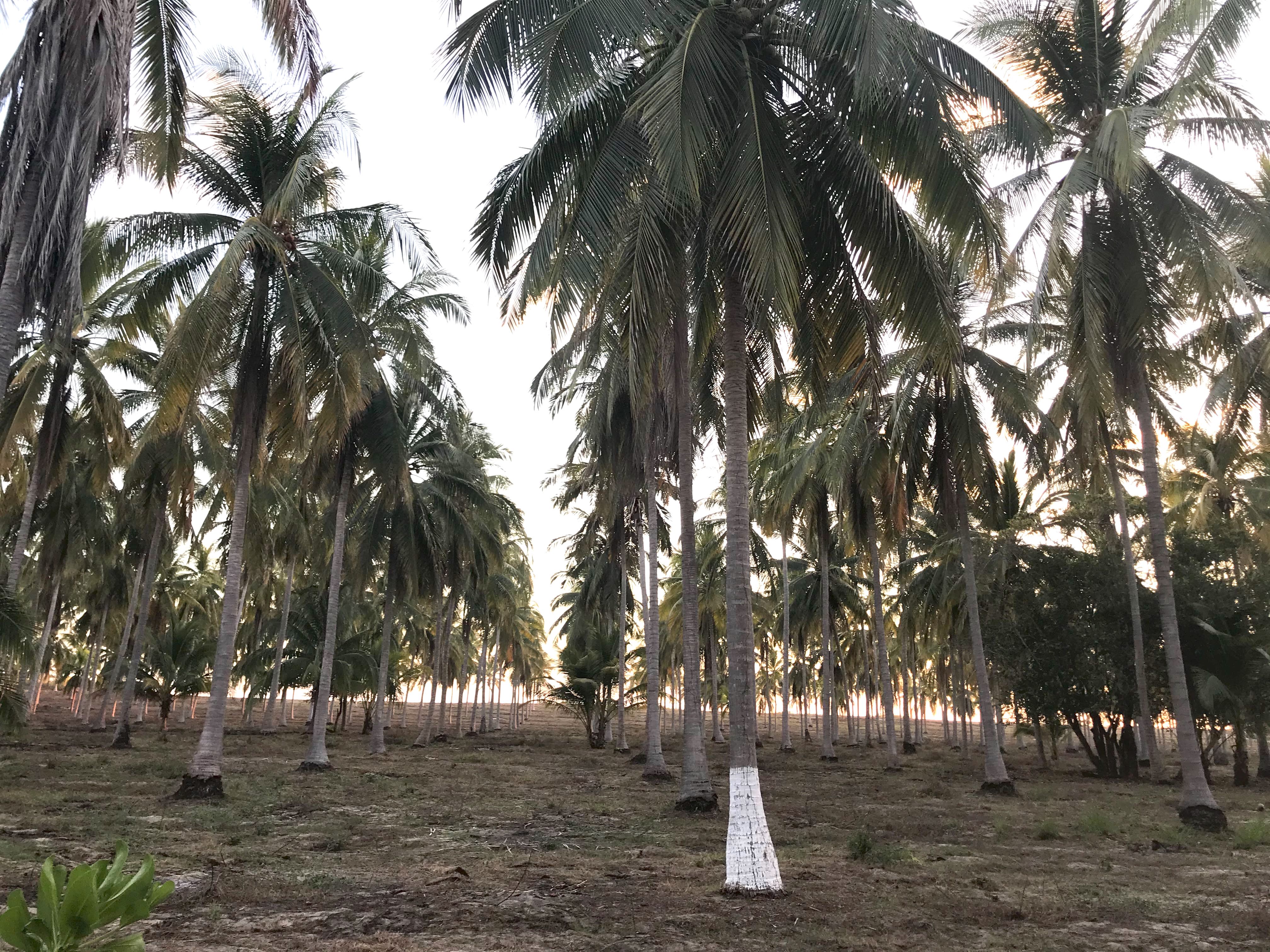 grove of coconut trees.