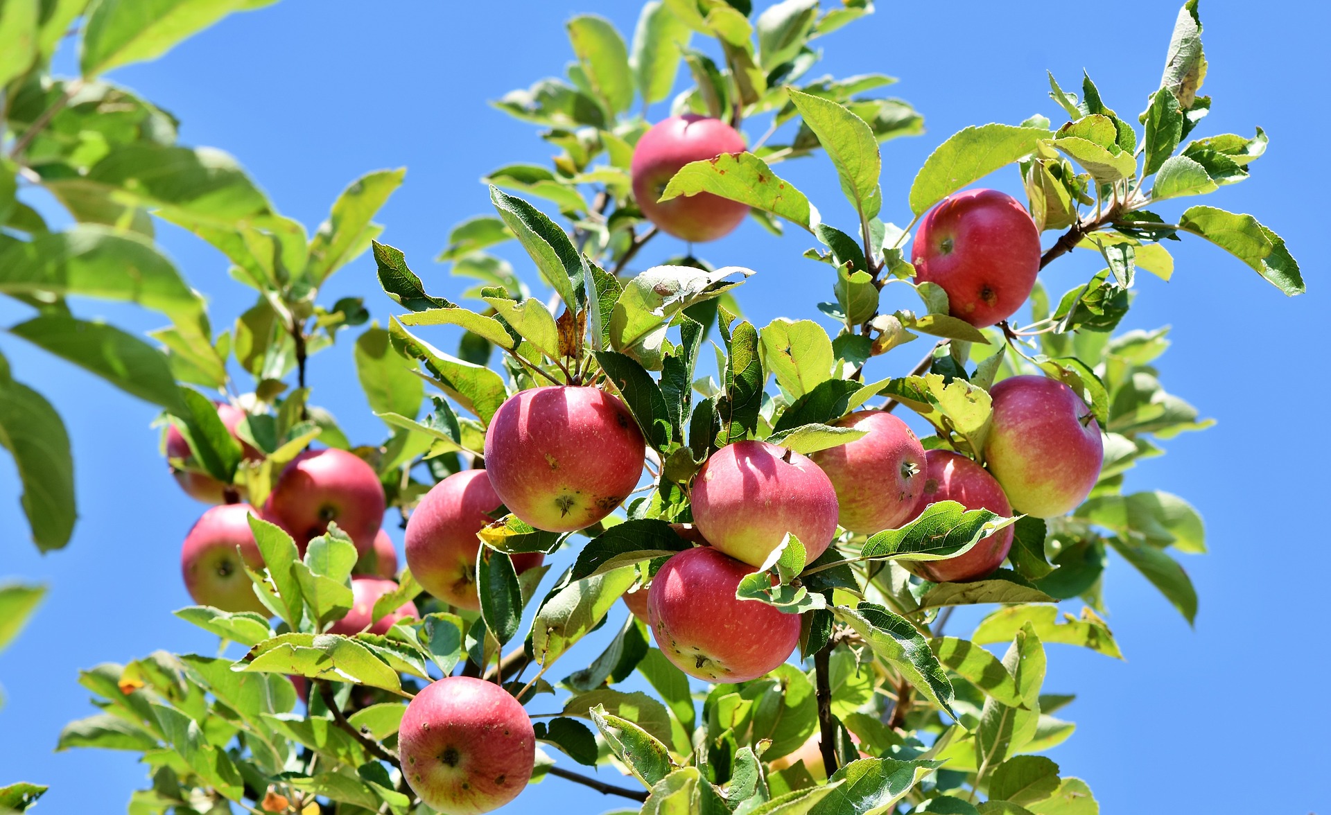 Manzanas en un árbol.