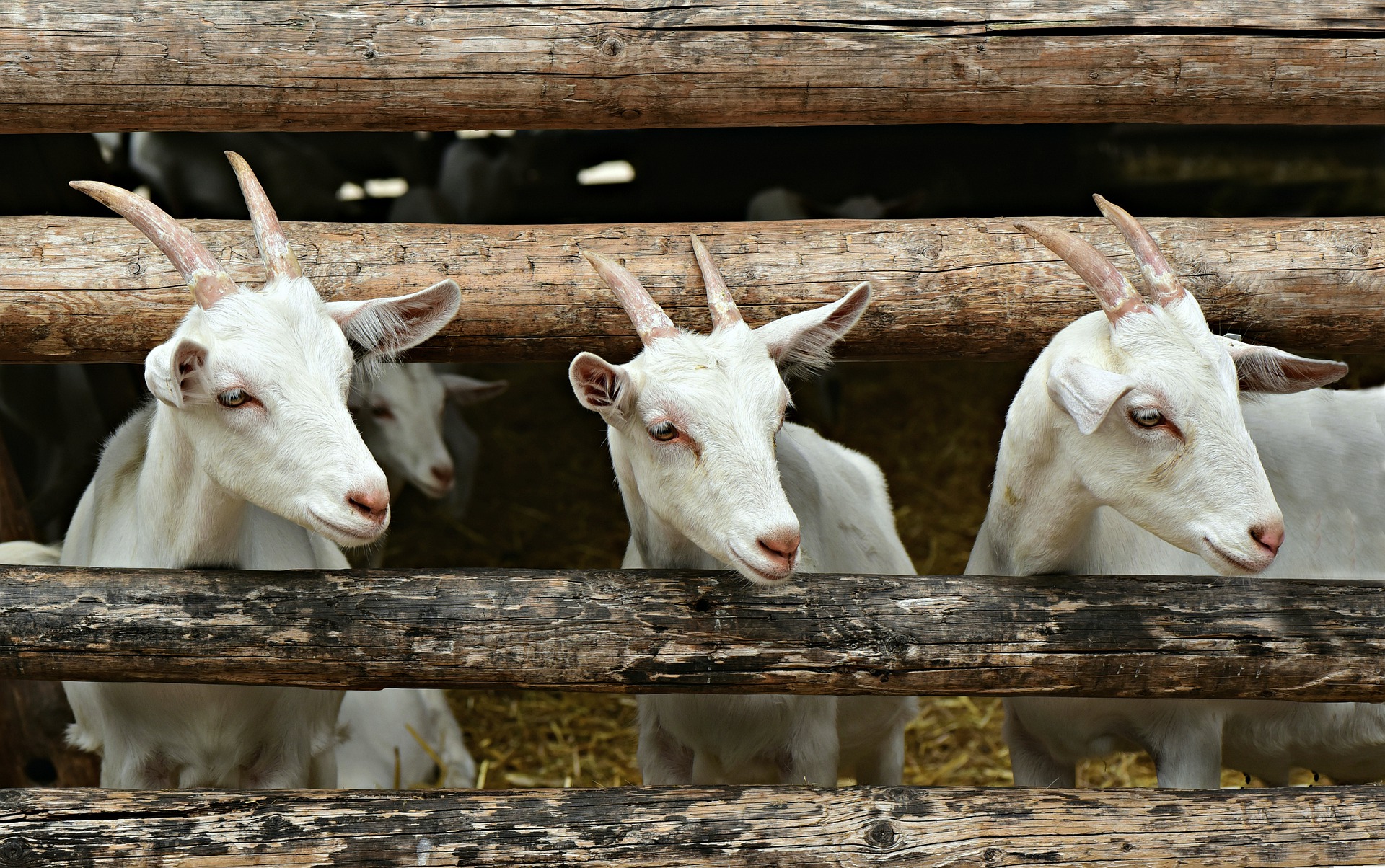 Fotografía de cuatro cabras blancas en un corral de madera. Las cabras no están mirando a la cámara.