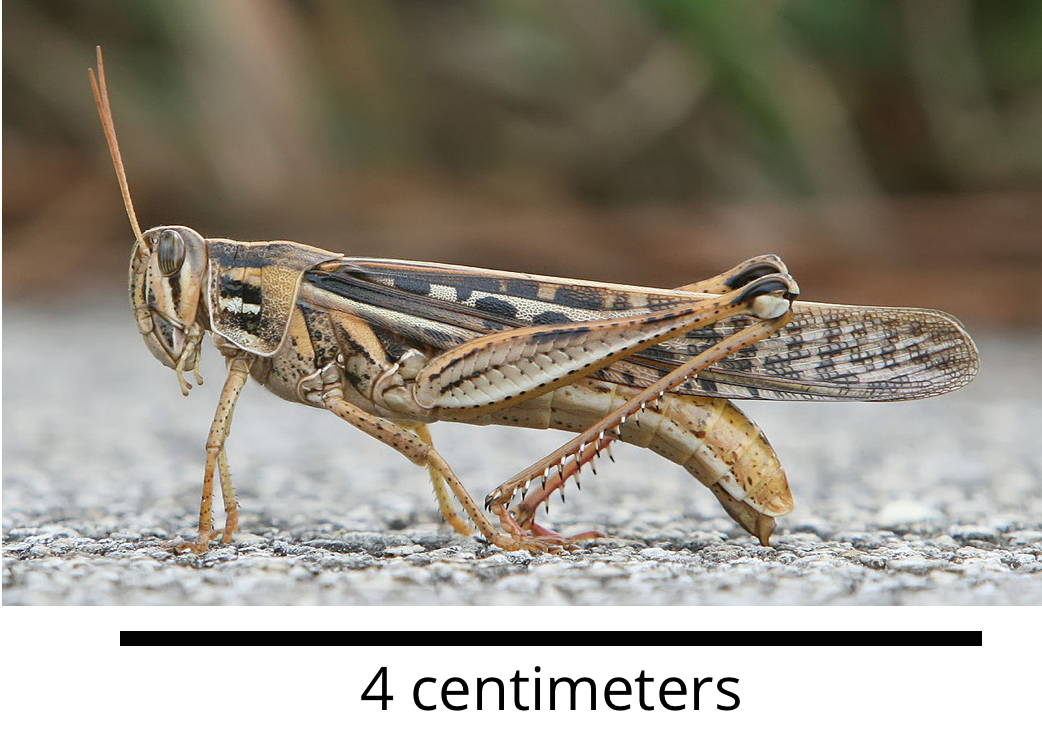 photograph of a grasshopper with a label of 4 centimeters across