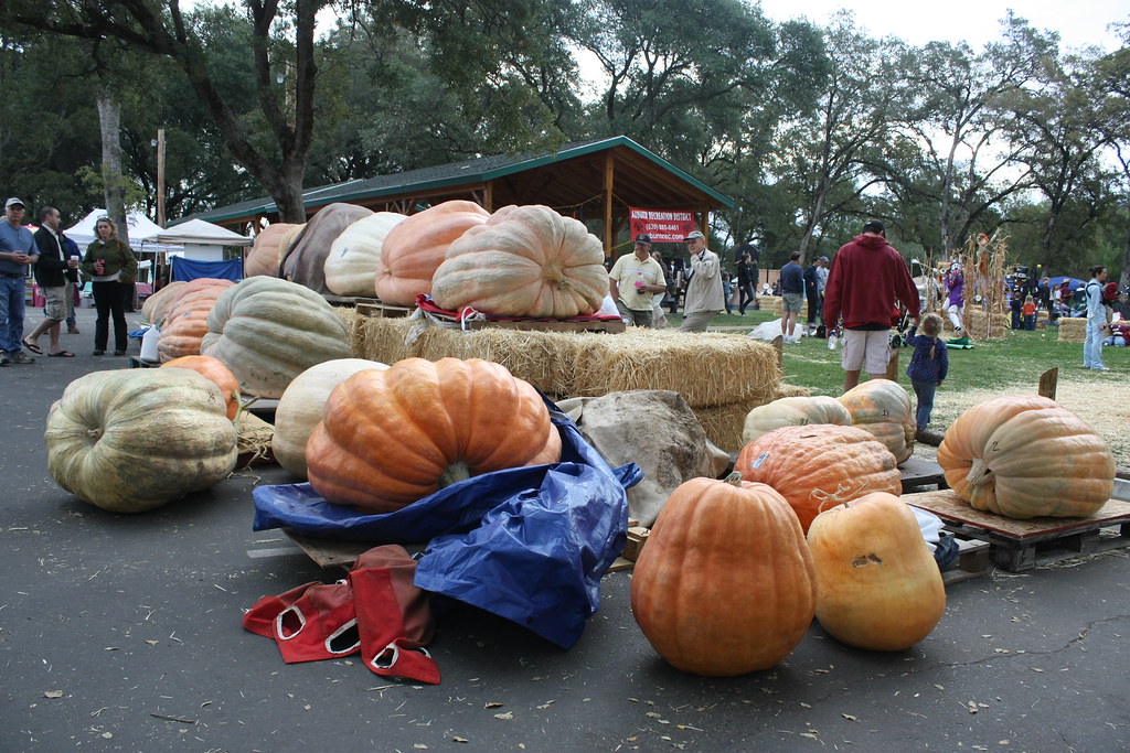 Giant pumpkins.
