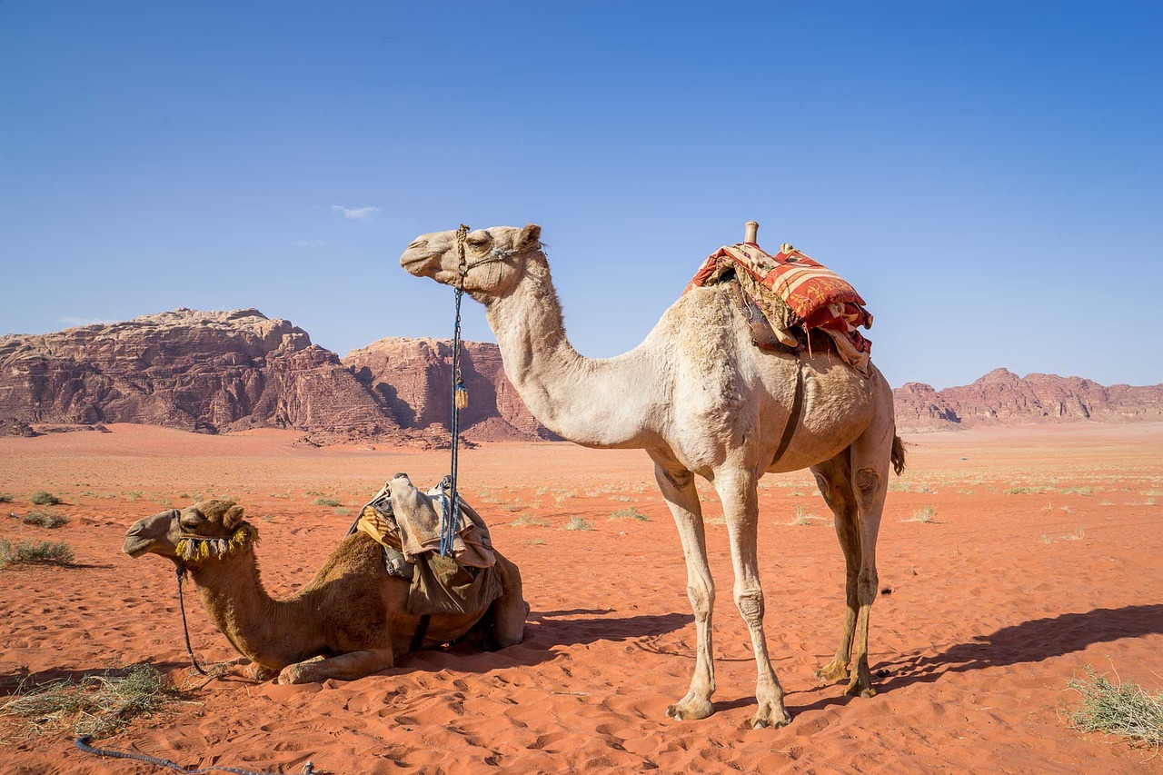 photograph of dromedary, resembles a camel