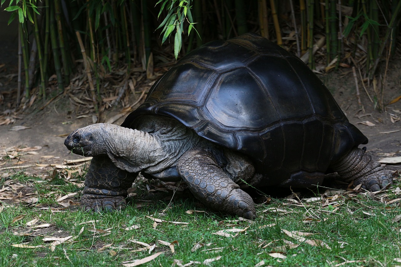 photograph of a giant tortoise.