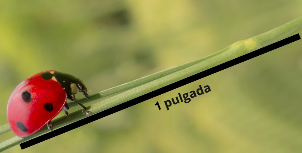 Fotografía de una mariquita sobre el tallo de una planta. La longitud del tallo está marcada con 1 pulgada.