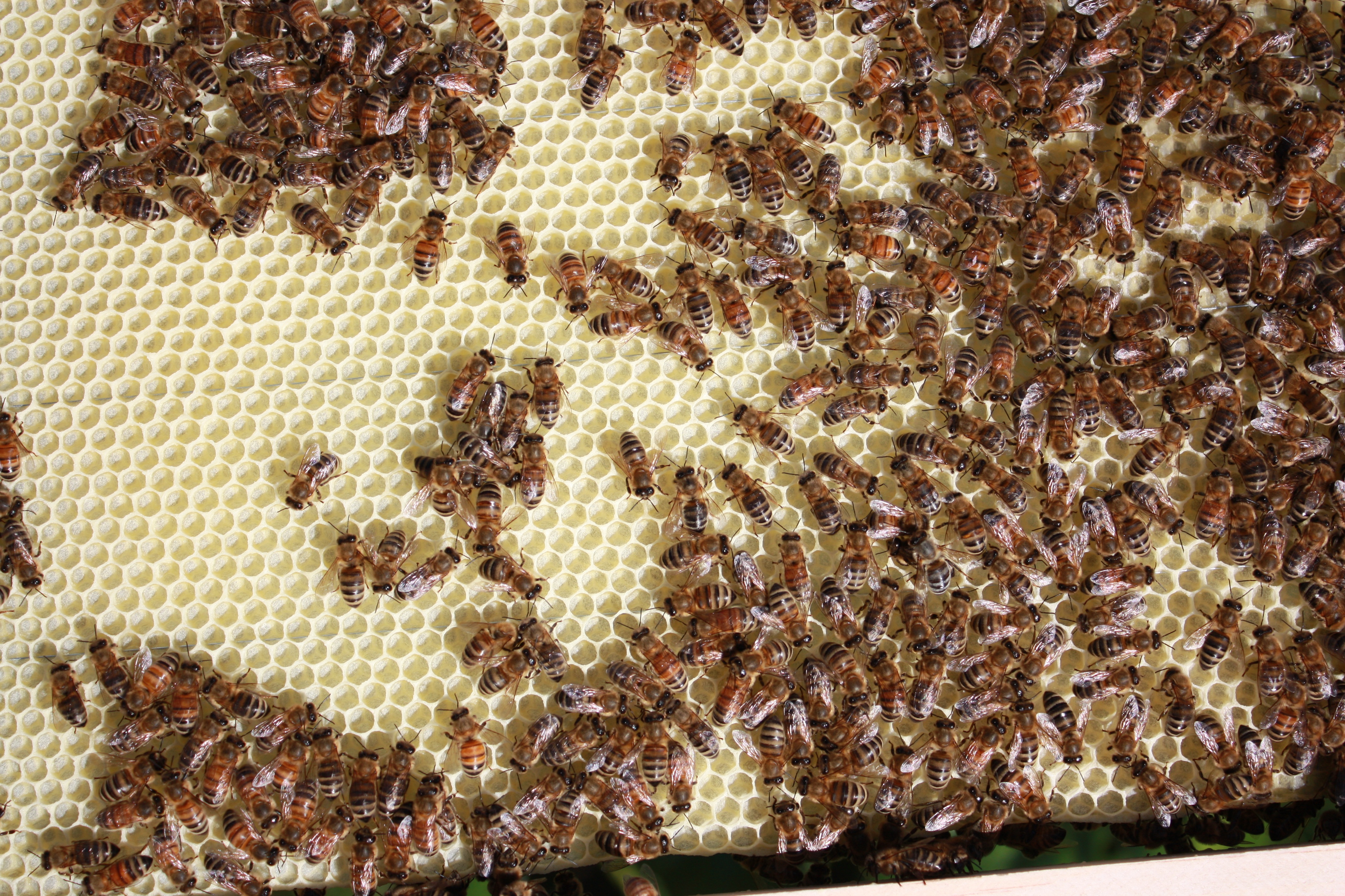 image of several hundreds of bees