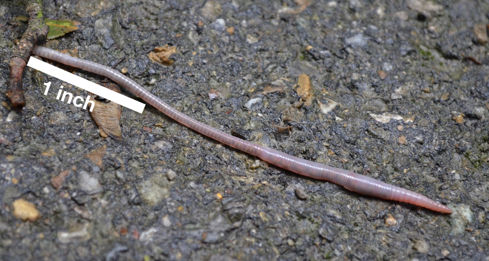 a photograph of an earthworm with one section labeled as 1 inch