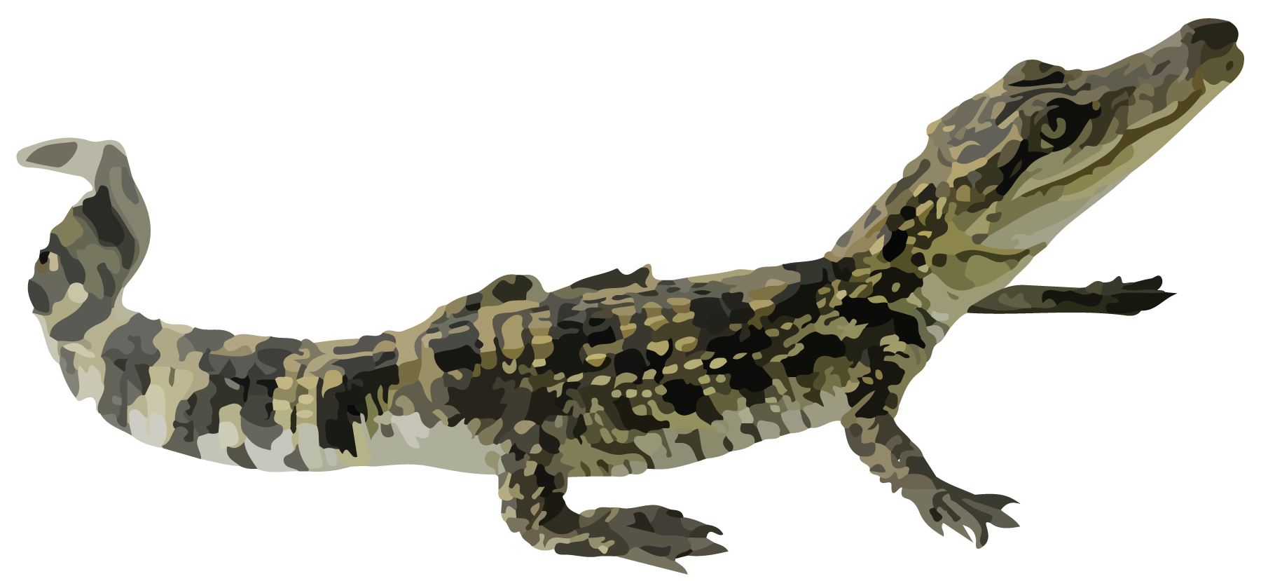 Reptile, Baby alligator.