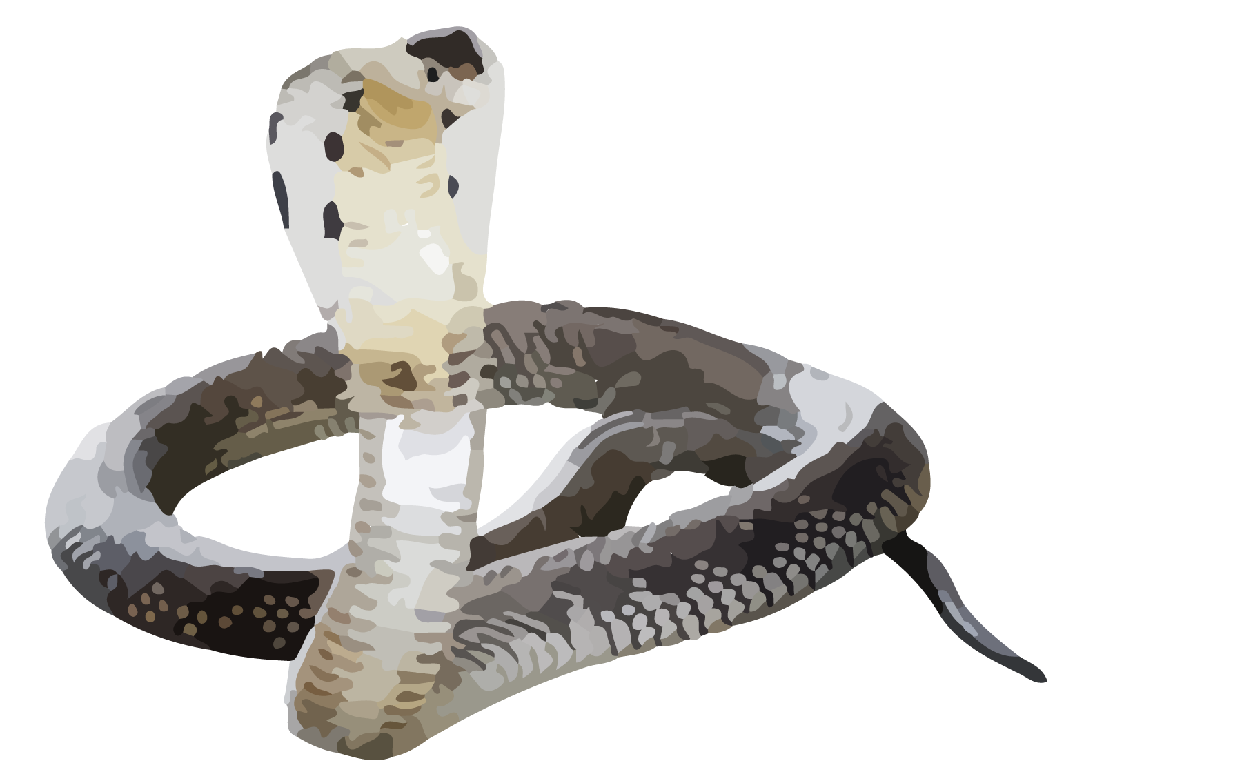 Reptile, Adult cobra snake.