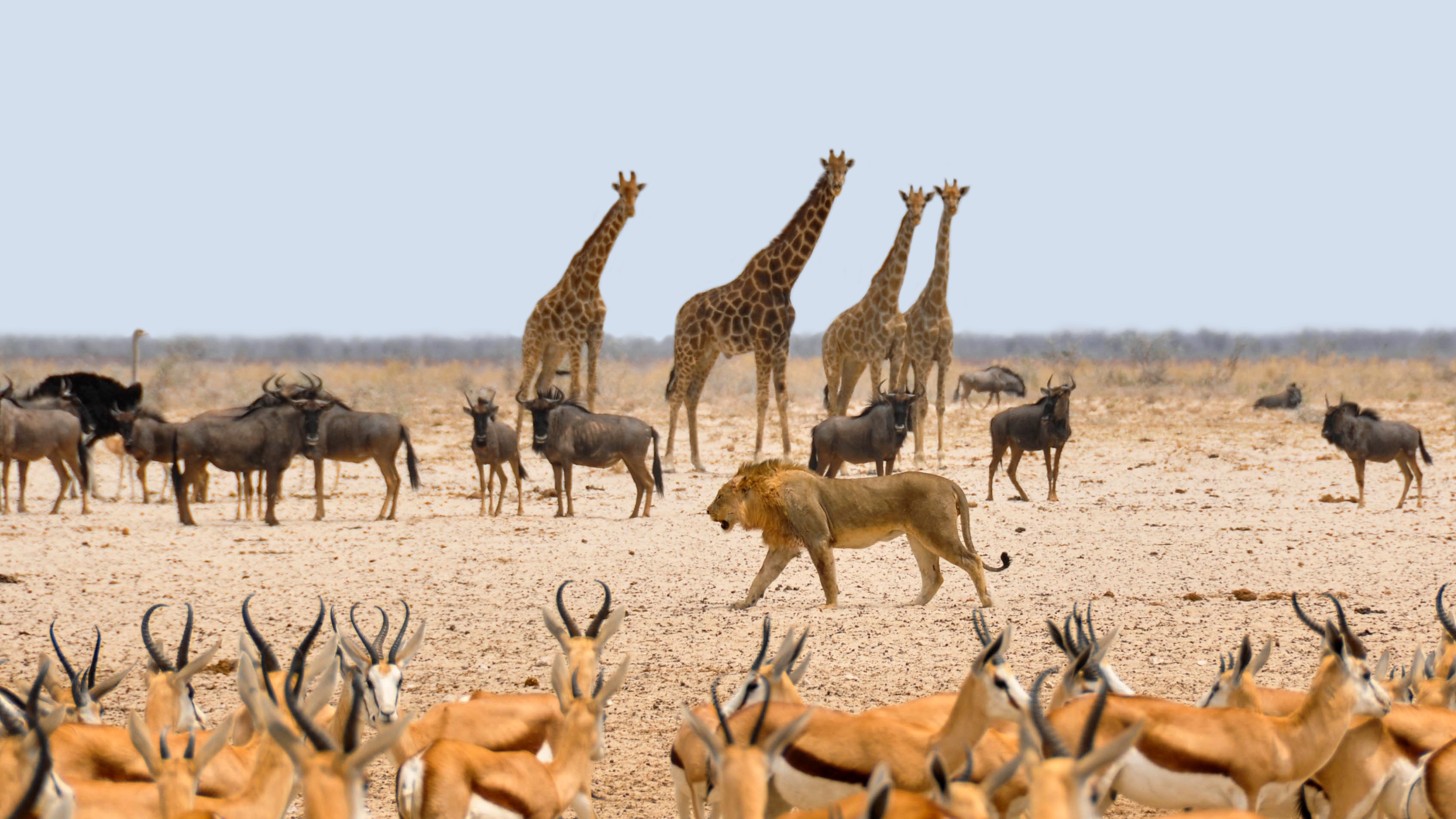 Photograph of different kinds of animals. giraffes, 4. lion, 1. More deer than giraffes.