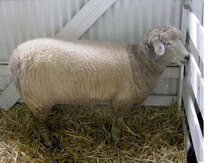 Fotografía de una oveja en la Feria del Condado de Romney Clark. La oveja es de color crema y está parada en un corral lleno de paja y con paredes blancas.