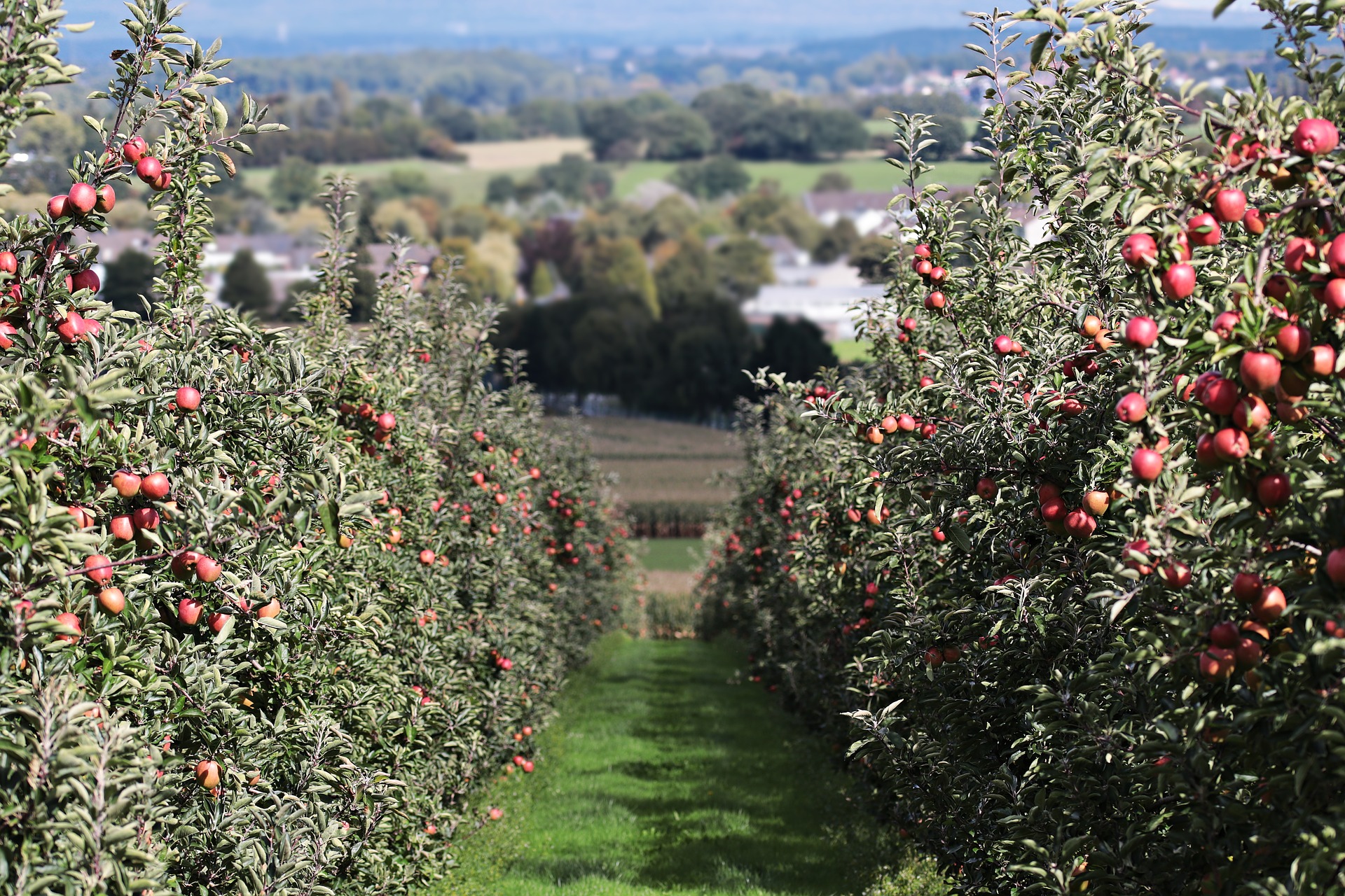 Árboles de manzanas en una huerta.
