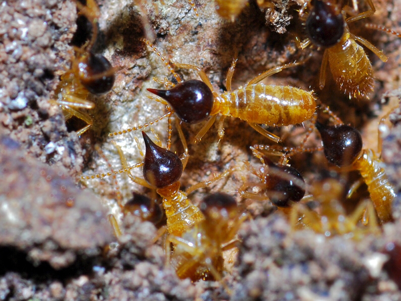 zoomed in photograph of termites