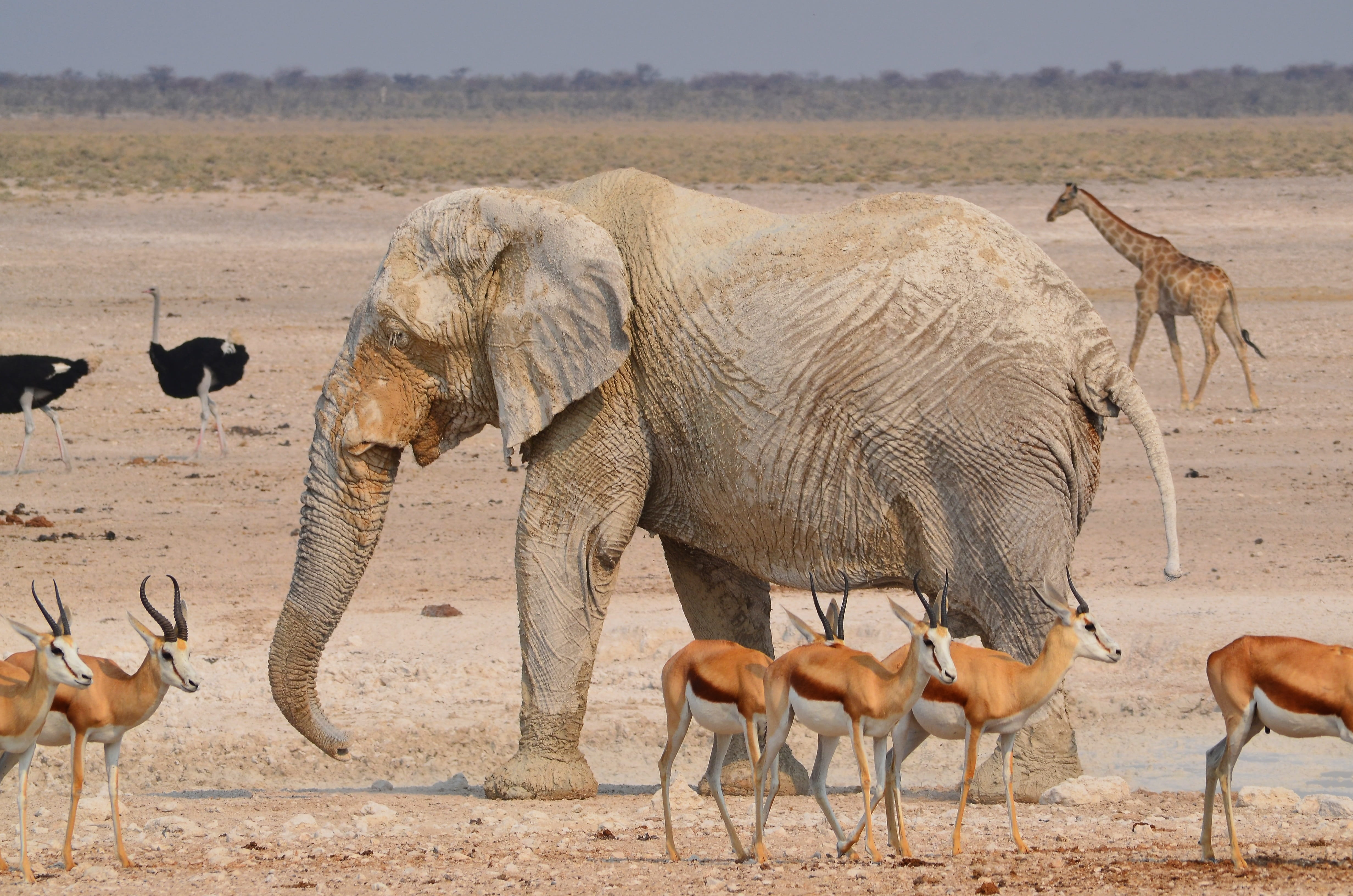 Photograph of animals. 1 elephant, much bigger than the other animals, 3 kinds of animals, more deer than birds.