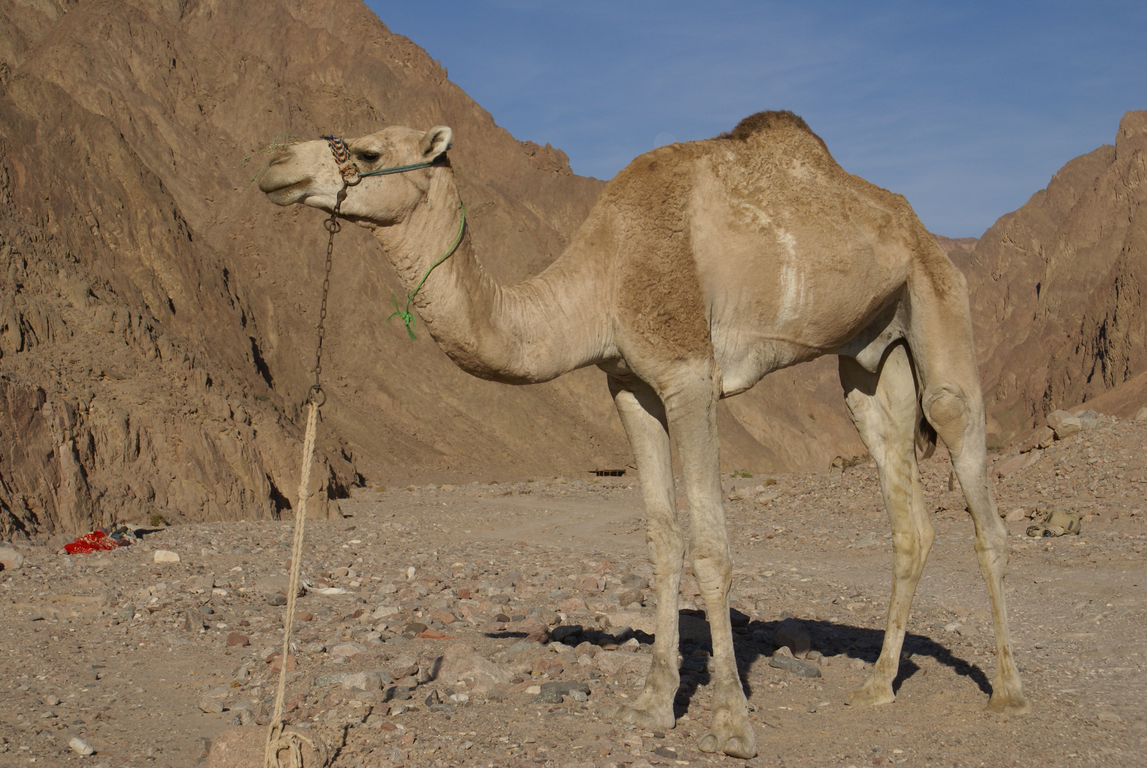 photograph of a camel