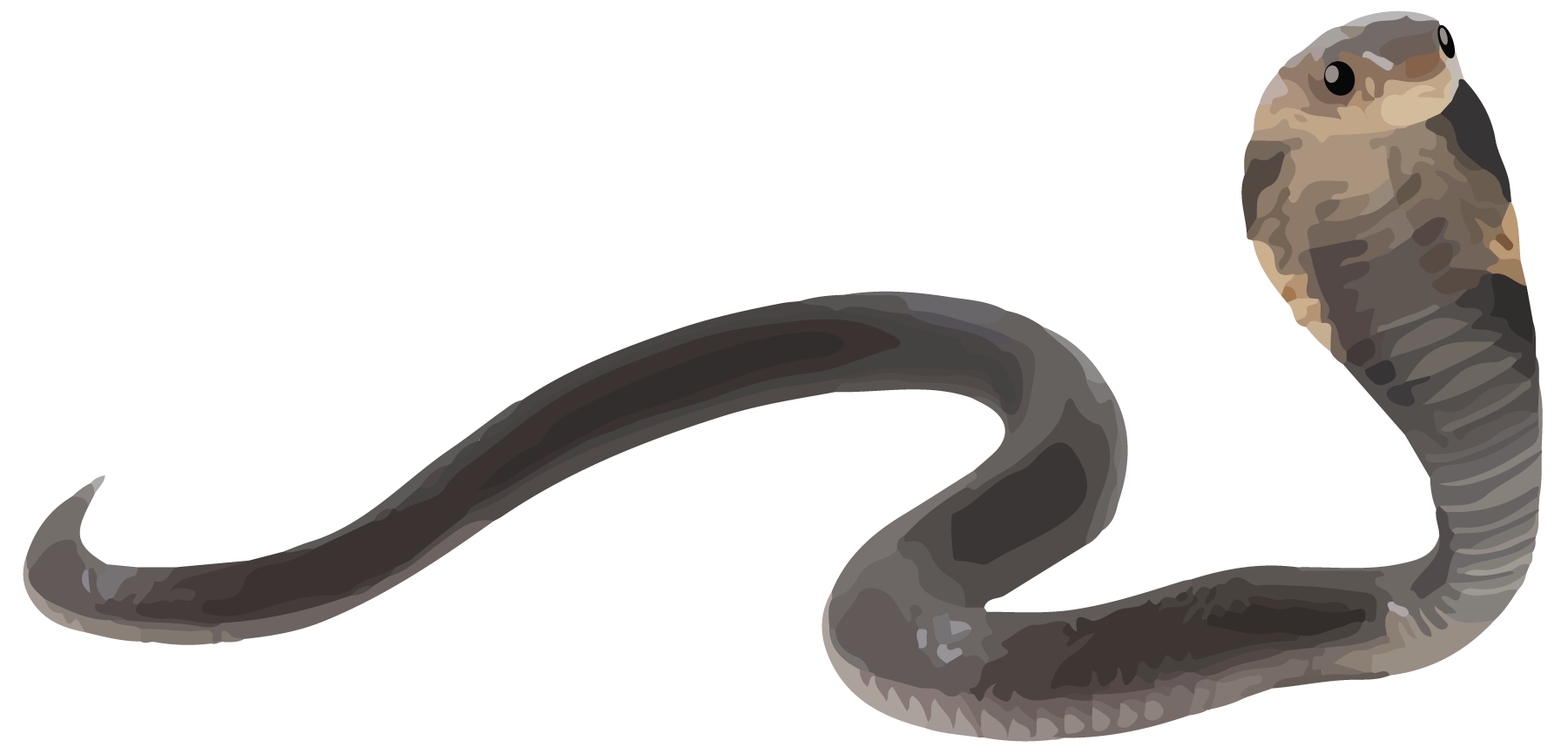 Reptile, Baby cobra snake.