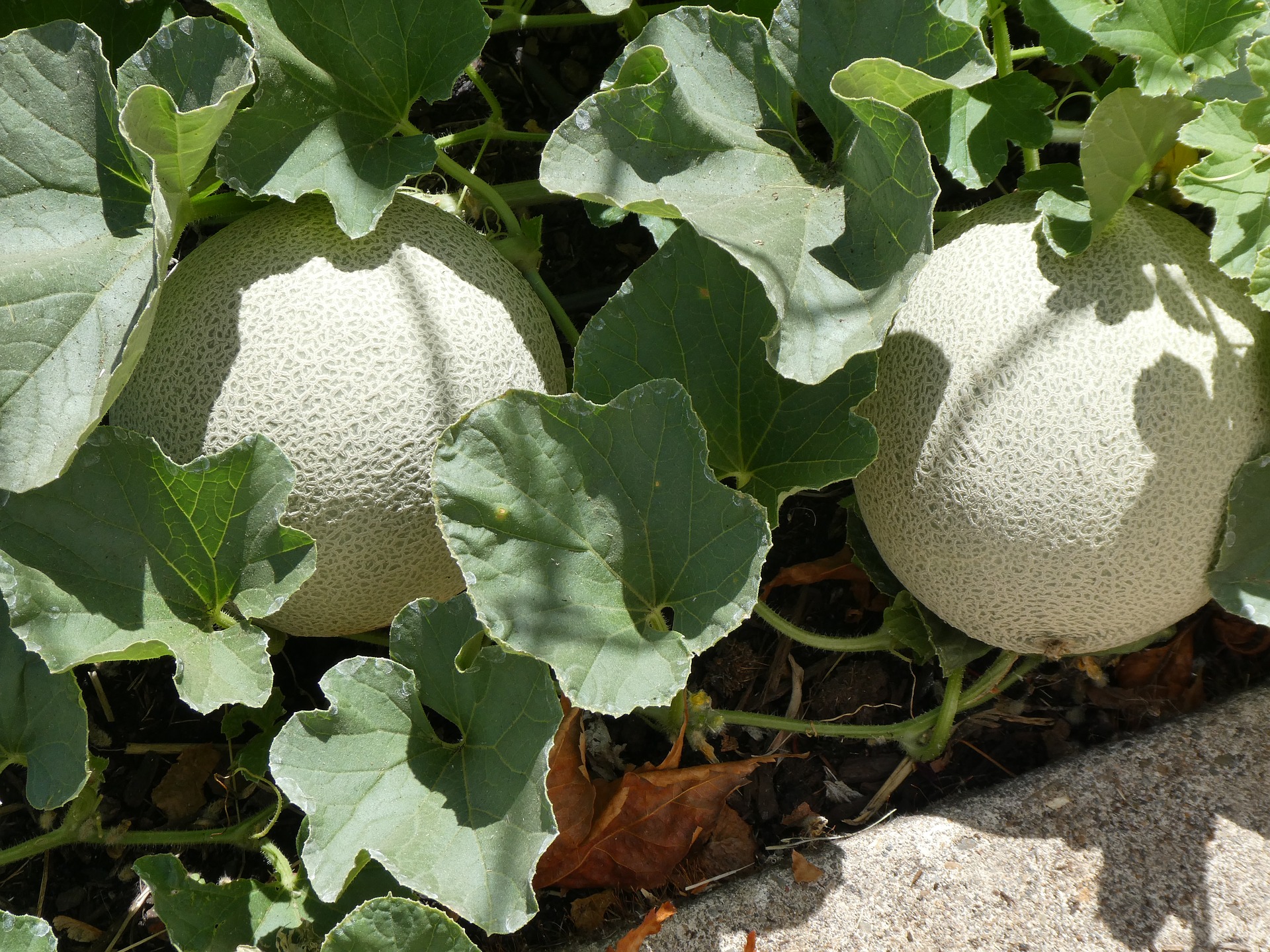 Melones cantalupos.