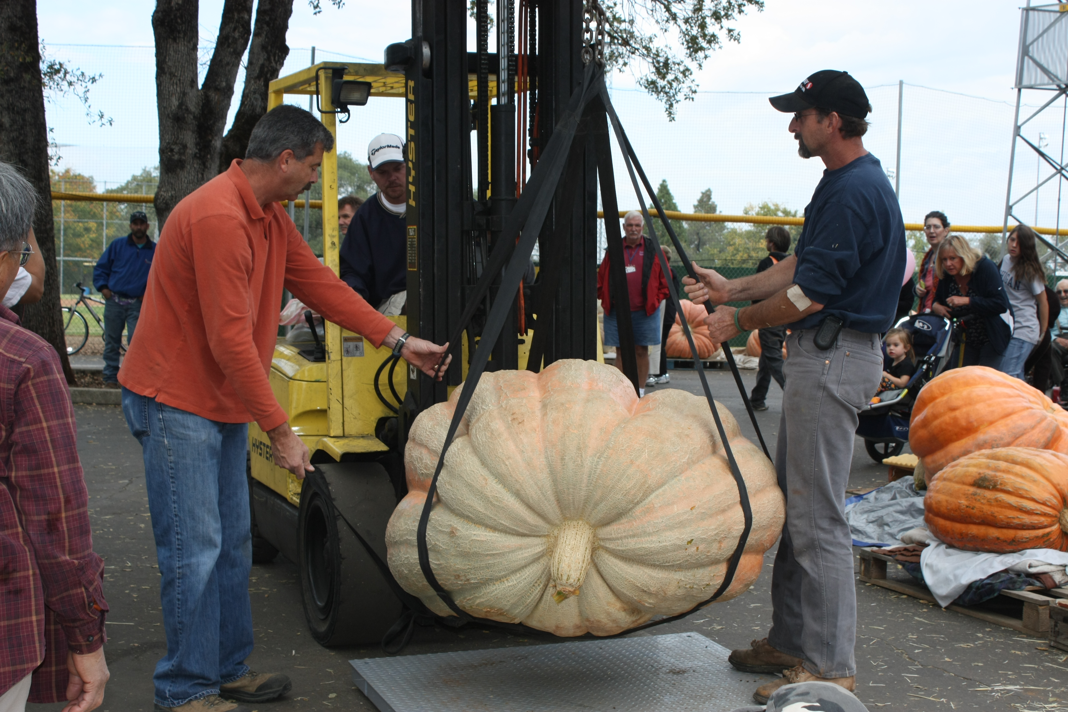 A giant pumpkin being weighed.