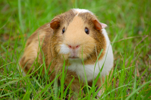 A guinea pig.