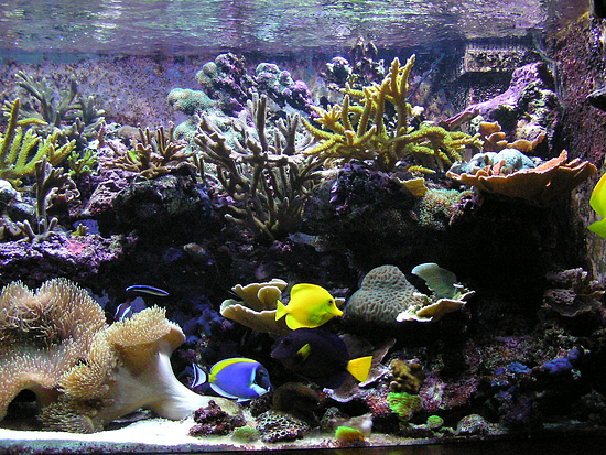 an image of an aquarium