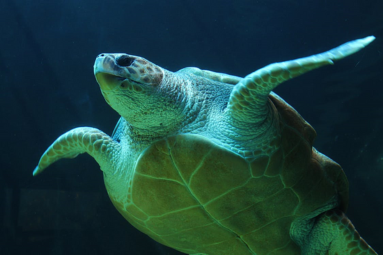 An image of a green sea turtle