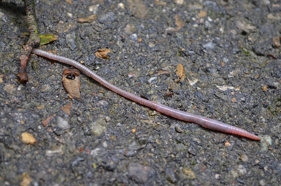 an image of an earthworm