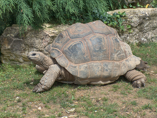 an image of a tortoise