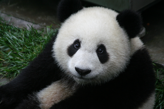 an image of a panda bear