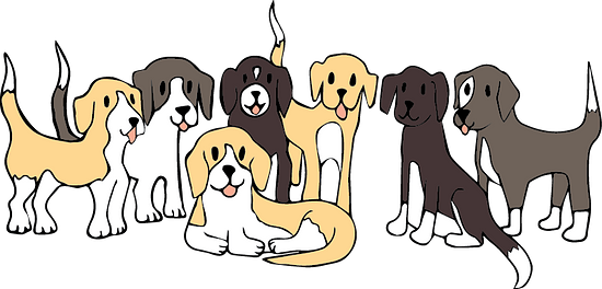 A picture of 7 similar sized beagle dogs.