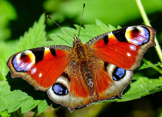 an image of a butterfly