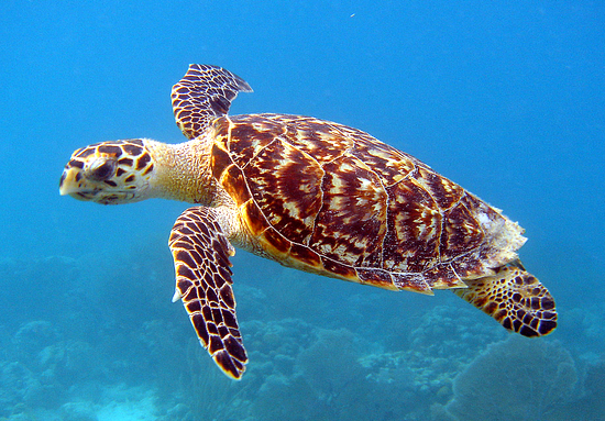 An image of a sea turtle